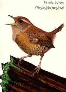 Pacific Wren illustration by Nora Sherwood